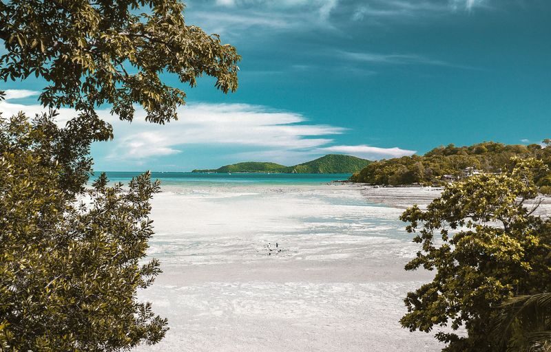 beach trees mountain